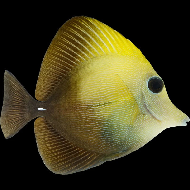 Yellow Scopas Tang - Zebrasoma scopas