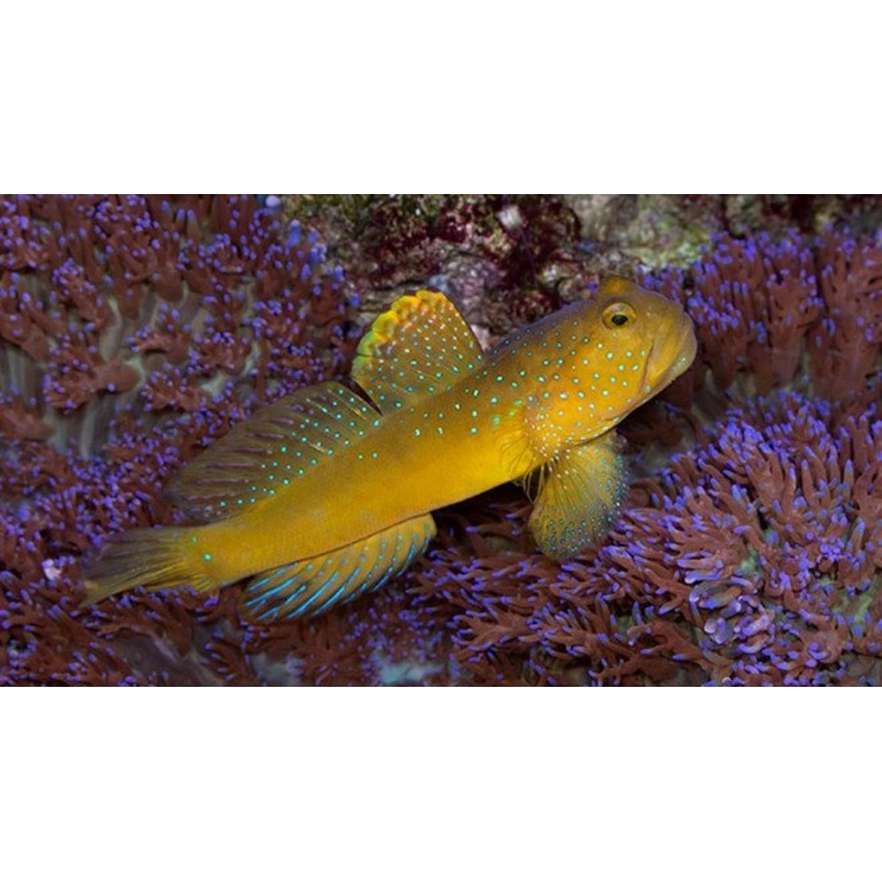 Yellow Watchman Goby - Cryptocentrus cinctus