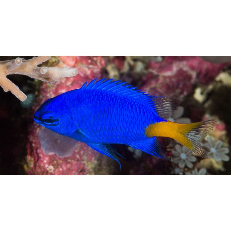 Yellowtail Damselfish - Chrysiptera parasema