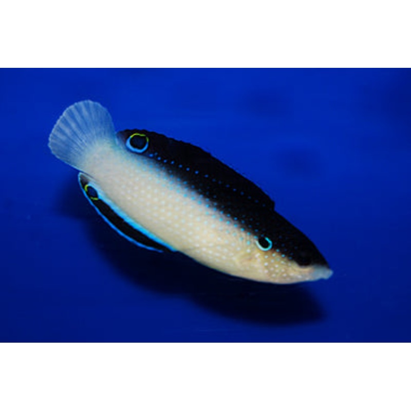 Black-backed Wrasse - Anampses neoguinaicus