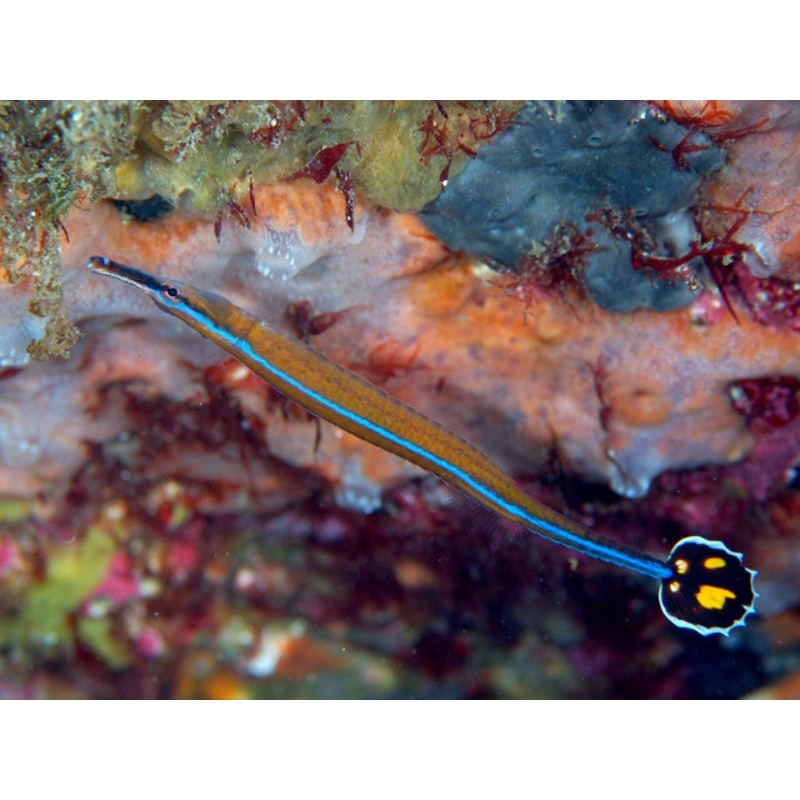 Bluestripe Pipefish - Doryrhamphus excisus