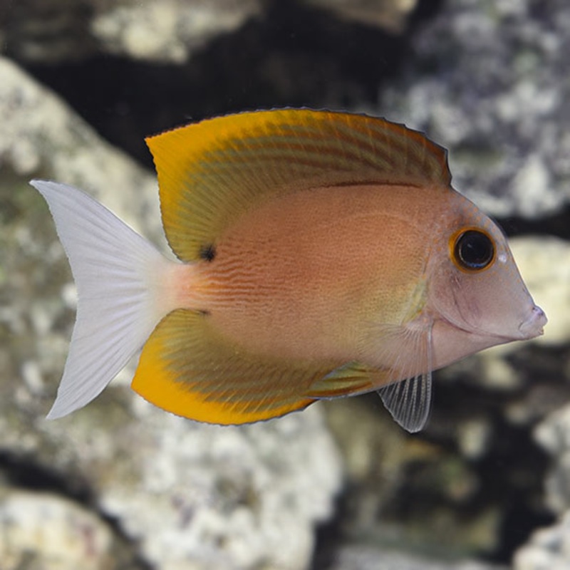 Bristletooth Tomini Tang - Ctenochaetus tominiensis