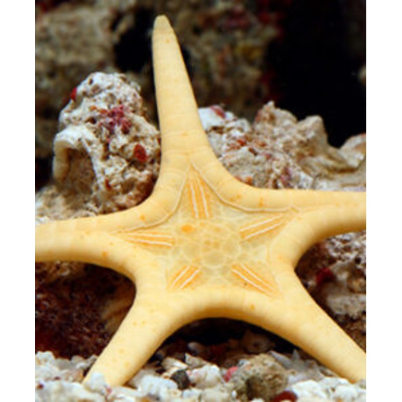 Double Sea Star - Iconaster longimanus