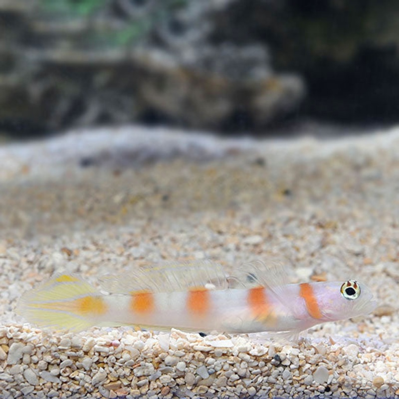 Flagtail Shrimp Goby - Amblyeleotris yanoi