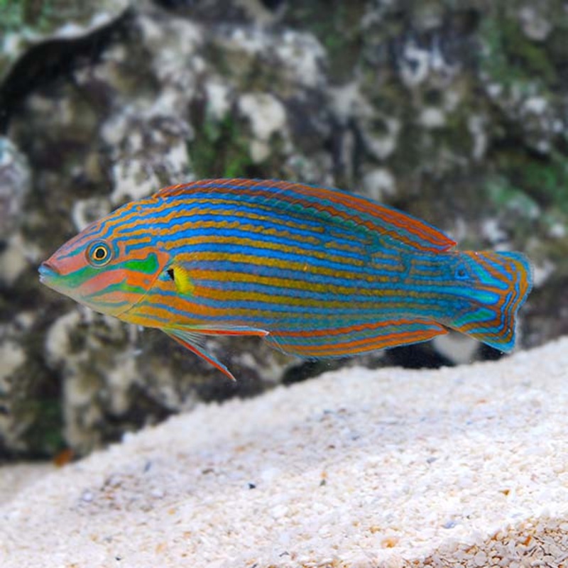 Melanurus Wrasse - Halichoeres melanurus