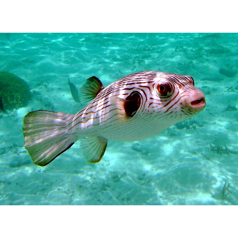 Narrow-Lined Puffer - Arothron manilensis
