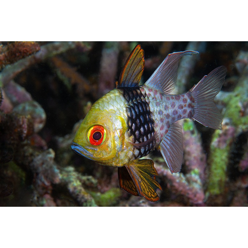 Pajama cardinalfish - Sphaeramia nematoptera