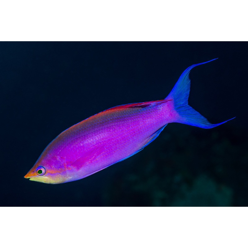 Purple Queen Anthias - Mirolabrichthys tuka