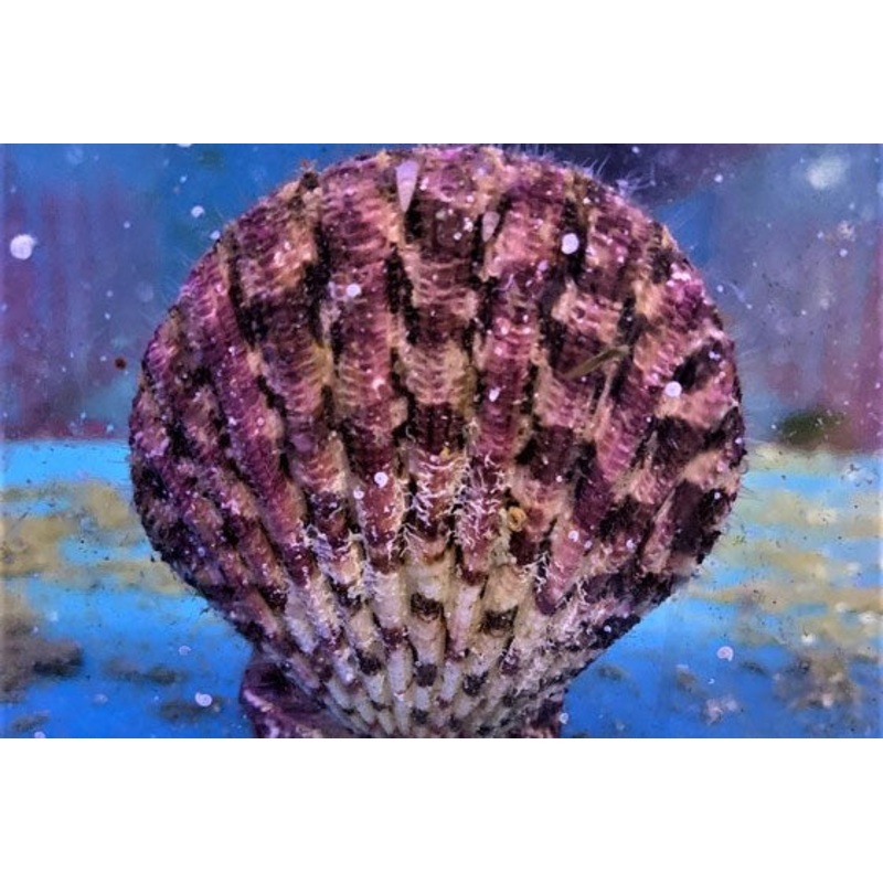 Purple Tiger Scallop - Gloriapallium sp.