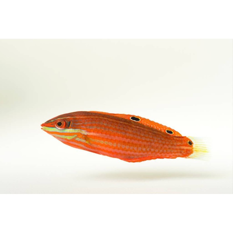Red-Lined Wrasse - Halichoeres biocellatus