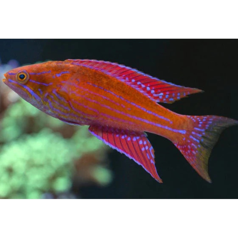 Royal Flasher Wrasse - Paracheilinus Angulatus