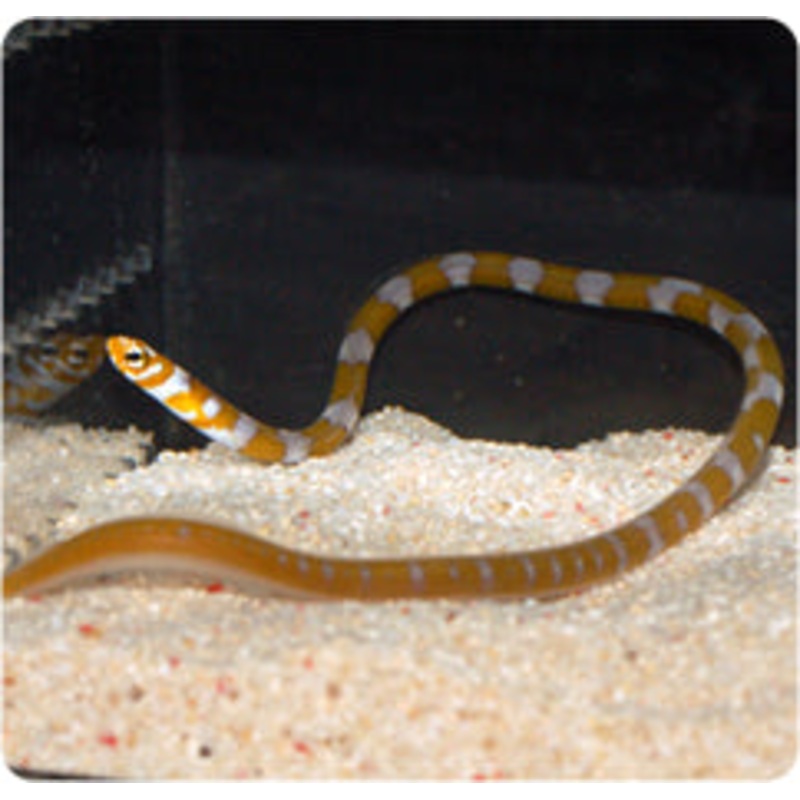 Splendid garden eel - Gorgasia preclara