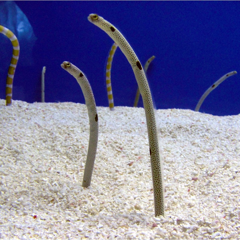 Spotted garden eel - Heteroconger hassi