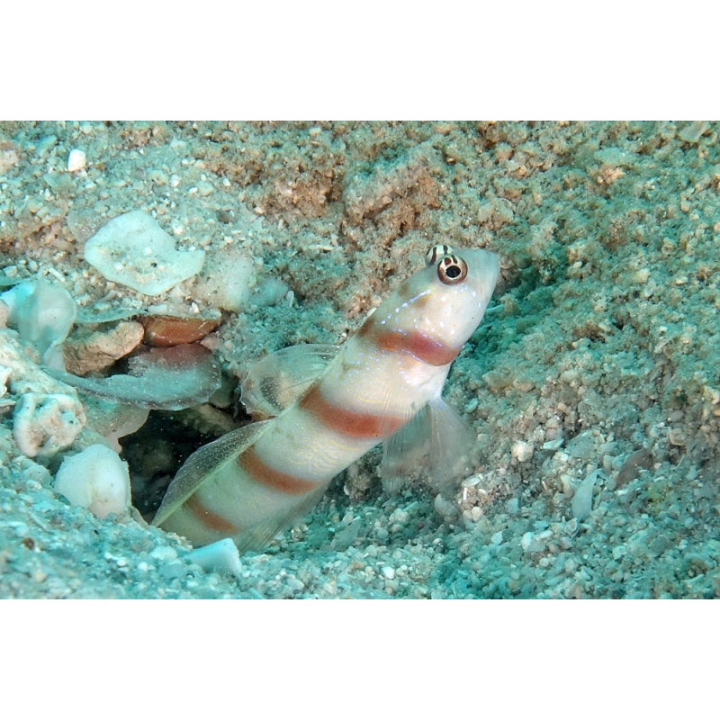 Steinitz Goby - Amblyeleotris steinitzi