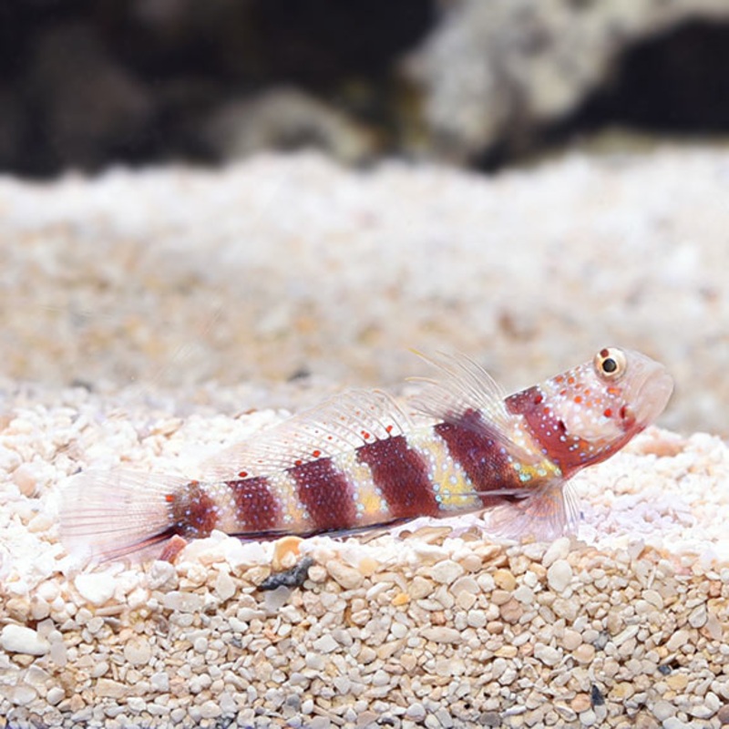 Wheeler's Shrimp Goby - Amblyeleotris wheeleri