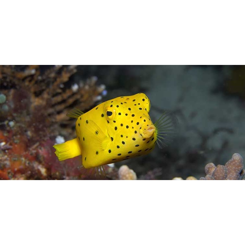 Yellow boxfish - Ostracion cubicus