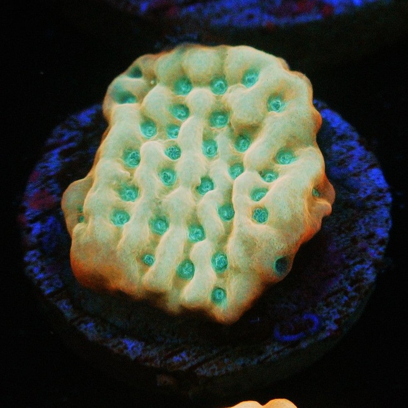 ASD RAINBOW PHOENIX MONTI
