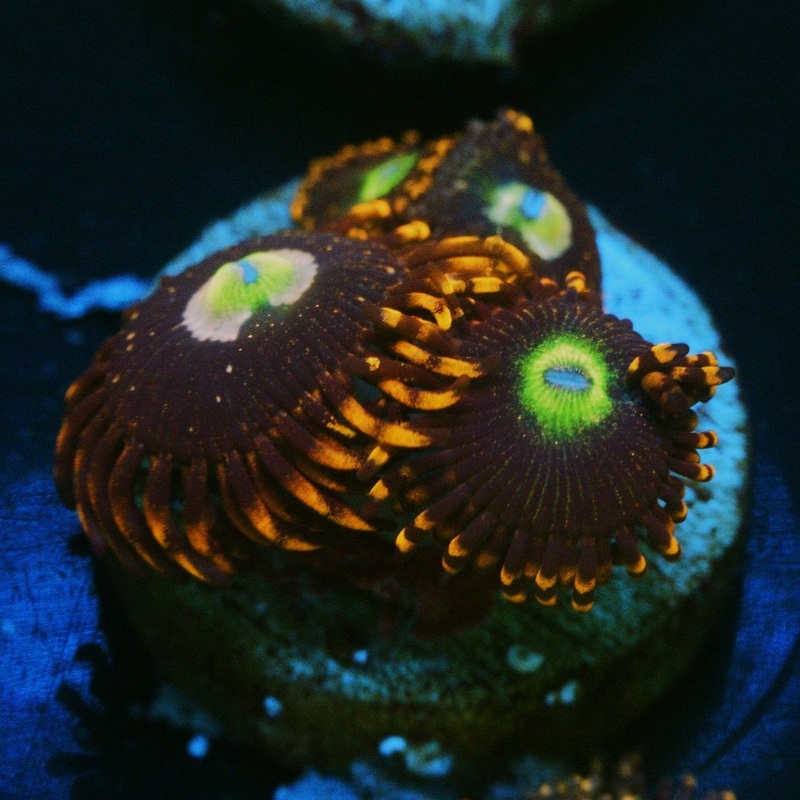 CARROT TOP ZOA