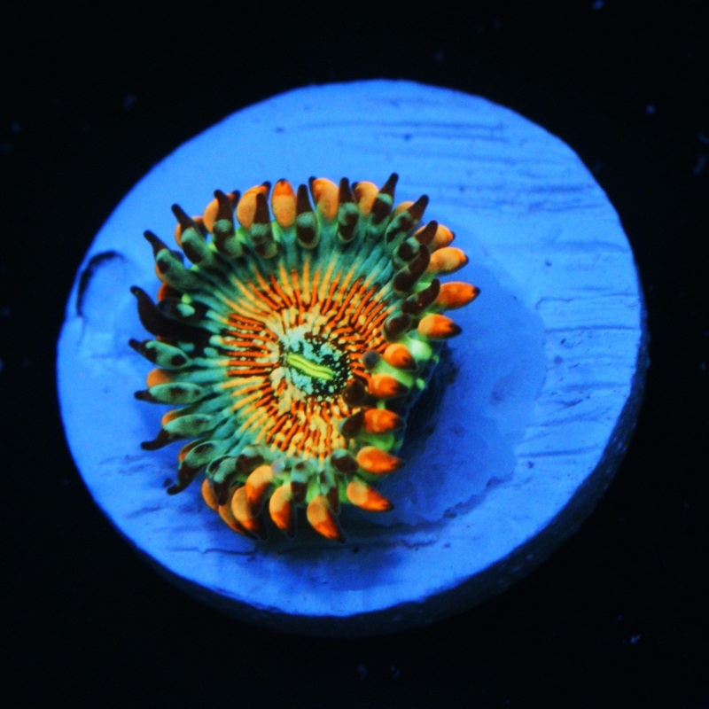 CB White Zombie Zoa