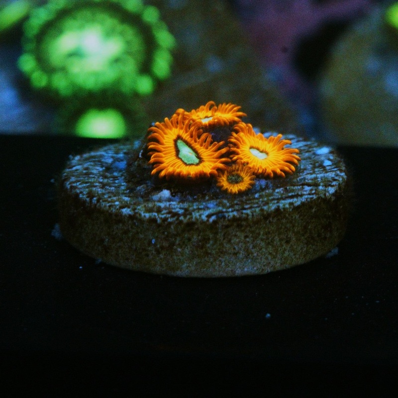 CHARMANDER ZOA