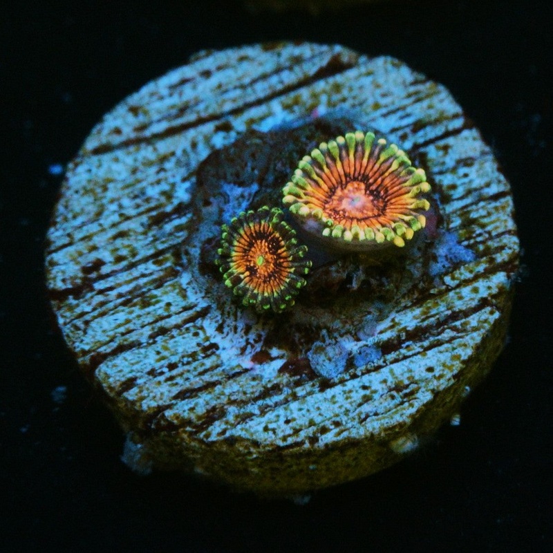 CS BIG BANG ZOA
