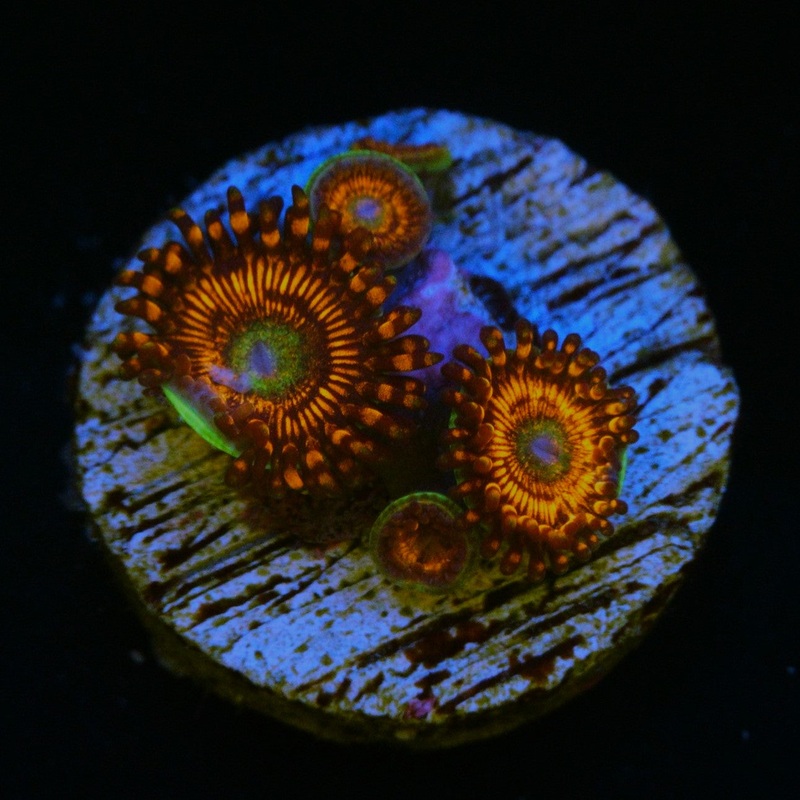 CS CHARIZARD ZOA