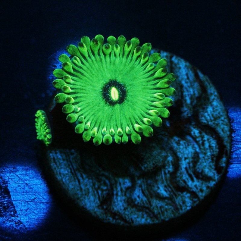CS CONTRABAND ZOA