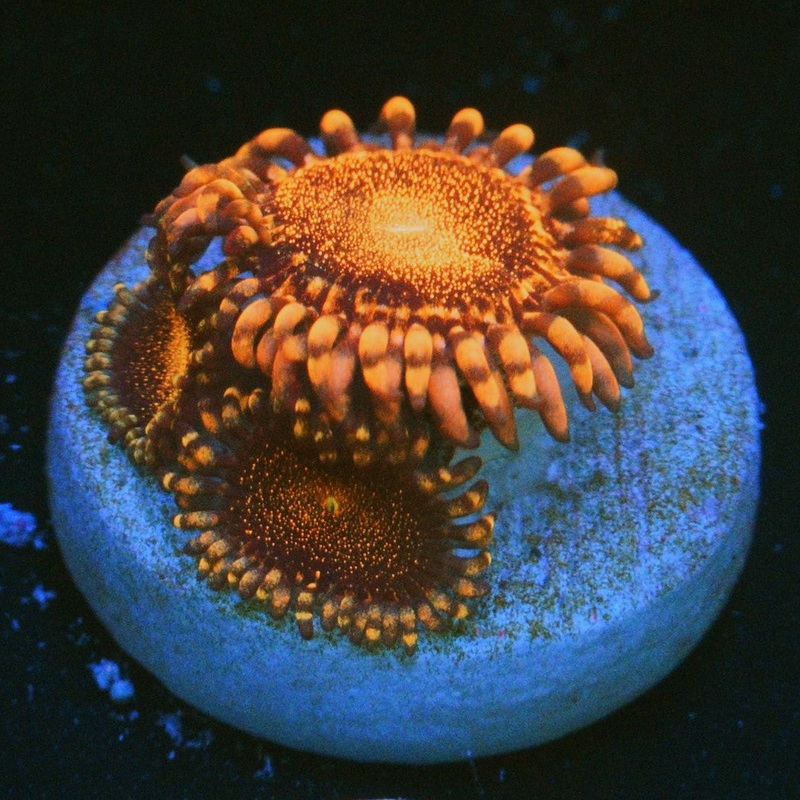 CS ORANGE DEATHSTAR ZOA