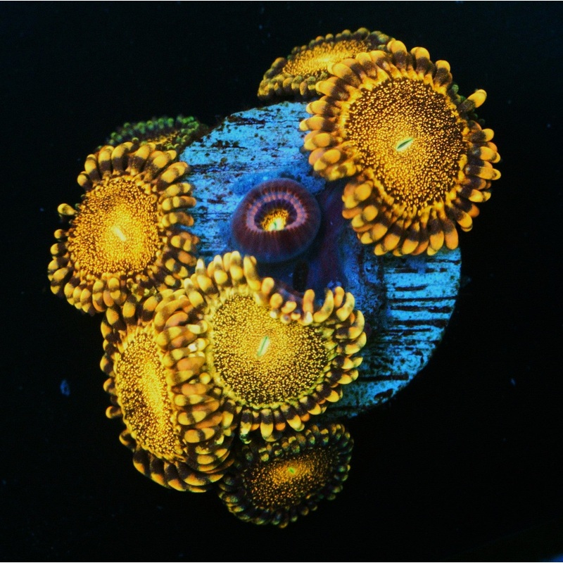 CS ORANGE DEATHSTAR ZOA COLONY