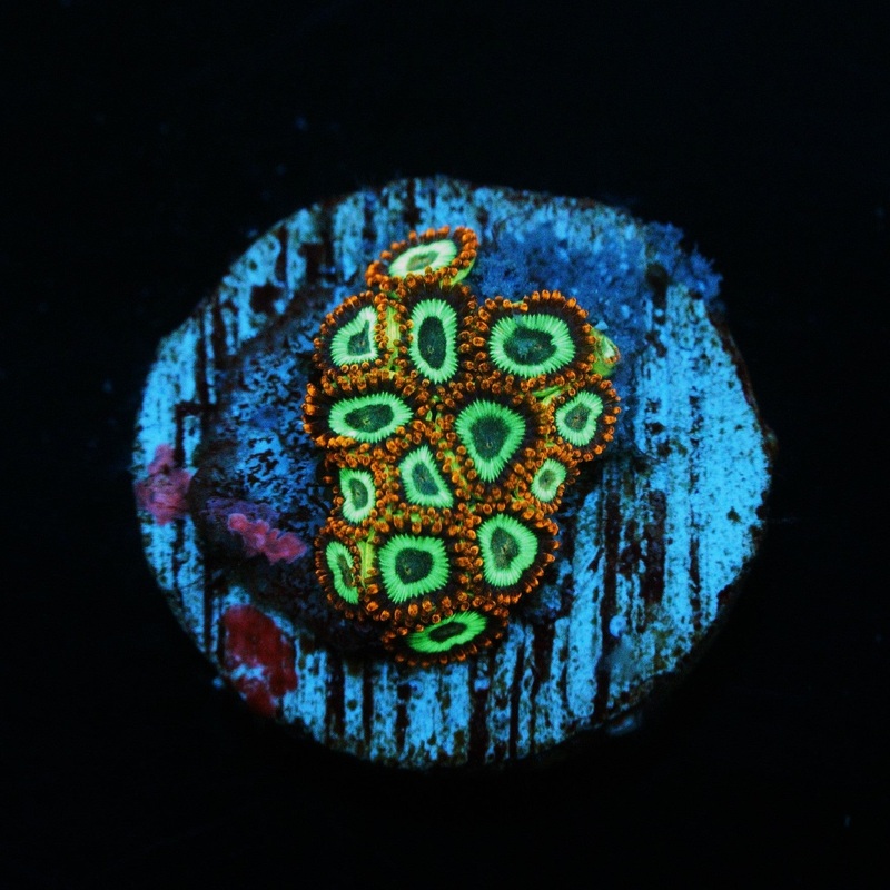 EMERALD ON FIRE ZOA