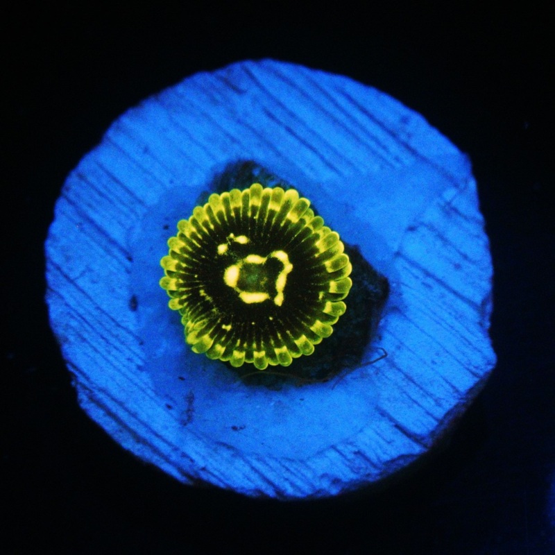 Exosphere Zoa