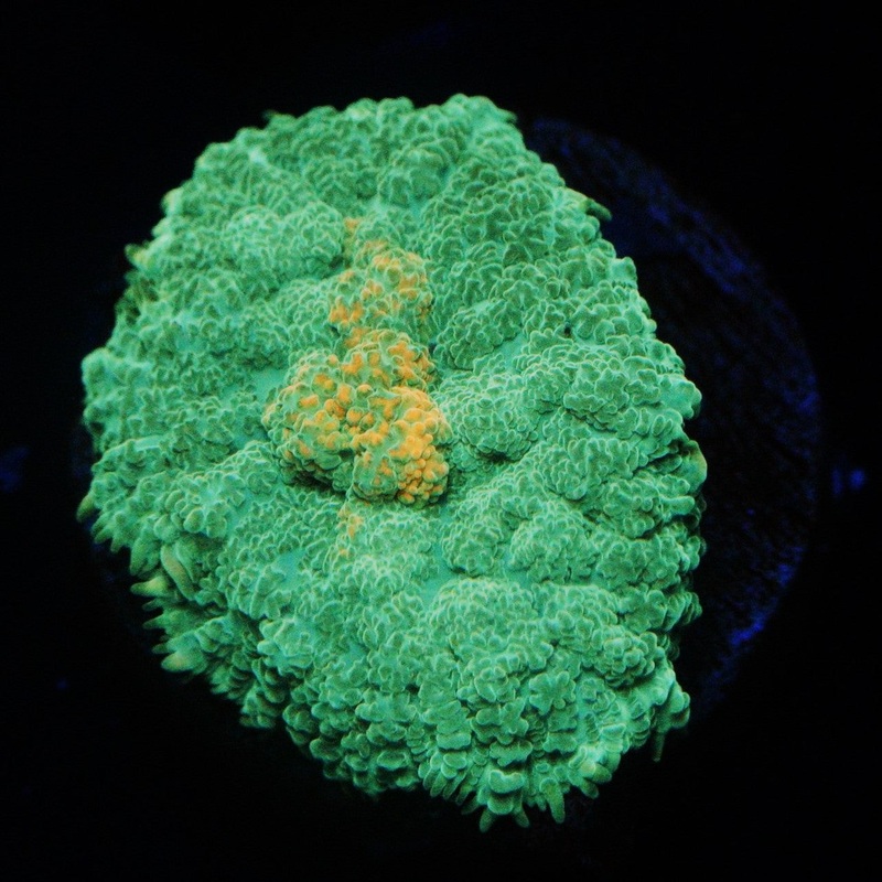 GOLD MINE MUSHROOM