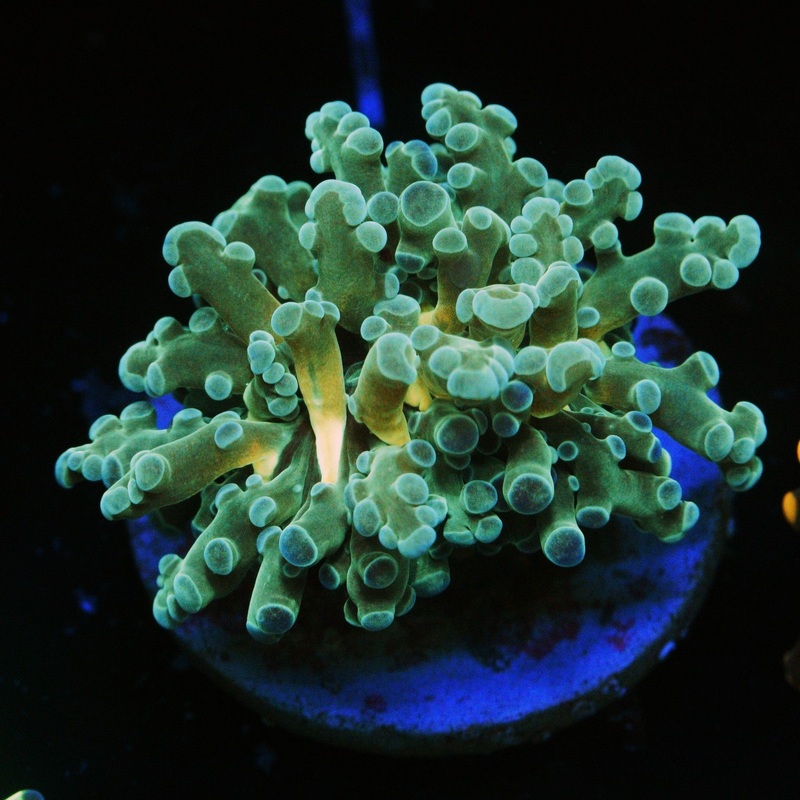 GOLD MOUTH FROGSPAWN