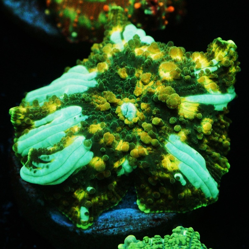 GOLDEN DRAGON LADY BOUNCE MUSHROOM