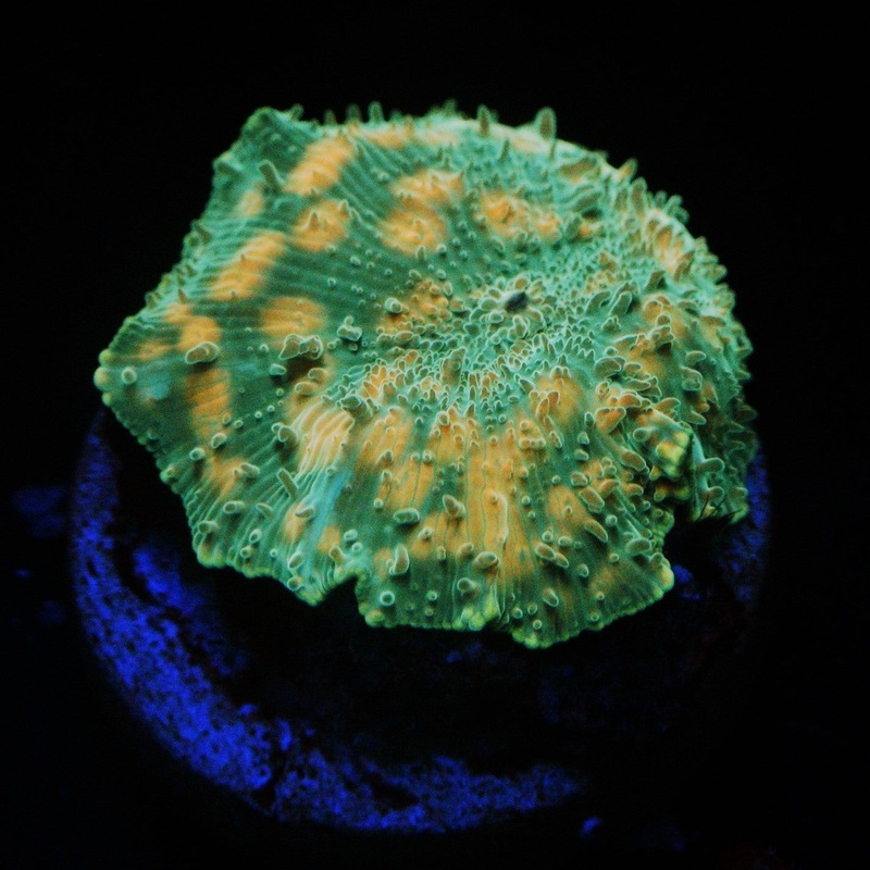 GREEN CHEETAH MUSHROOM