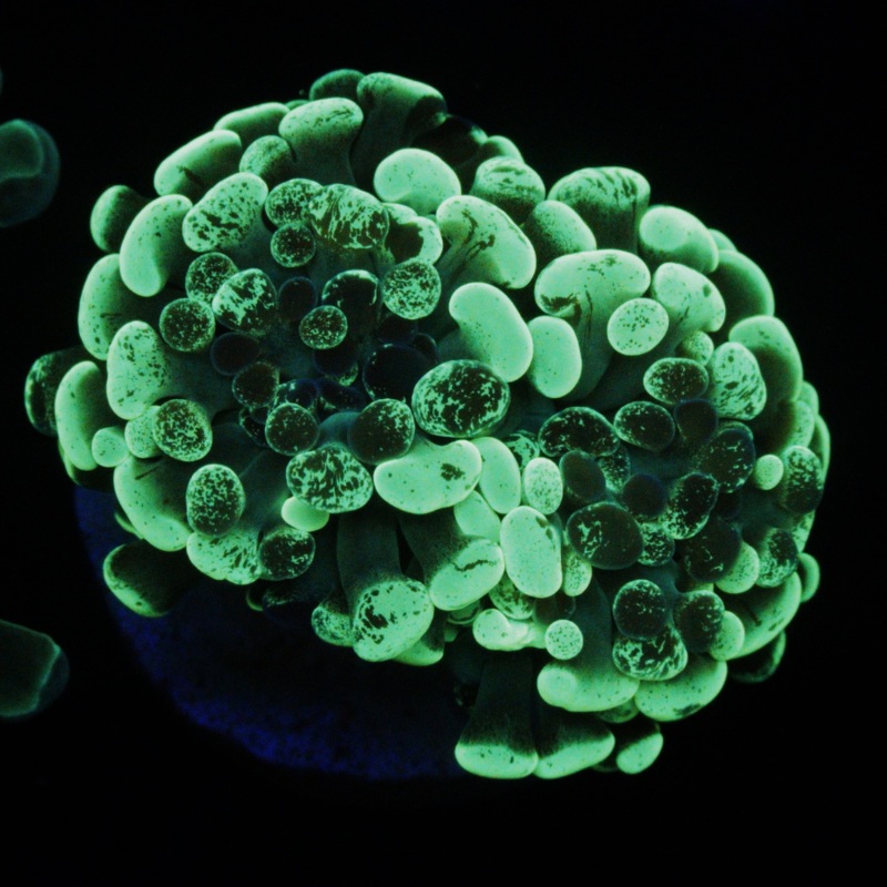 Green Splatter Hammer