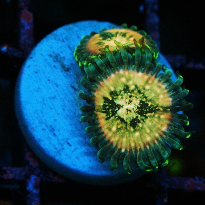 HAWAIIAN DING DANG ZOA