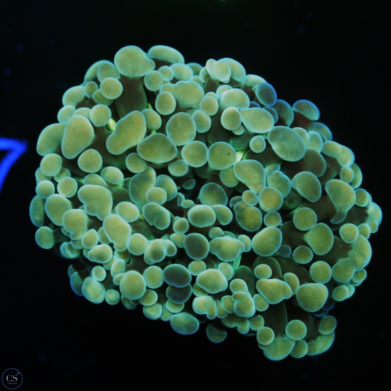 HOLOGRAM CRISTATA