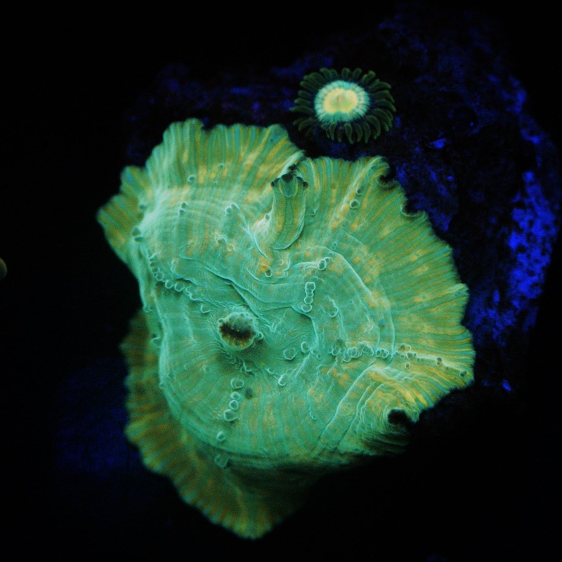 HOLOGRAM GOLD MINE MUSHROOM