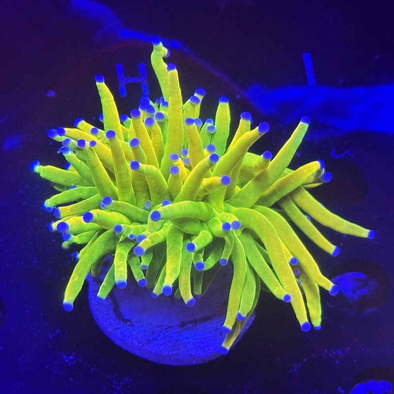 HOLY GRAIL GOLD TORCH
