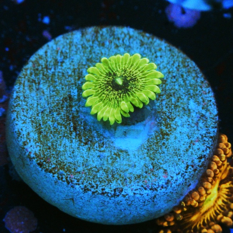 IA PURPLE VALOUR ZOA