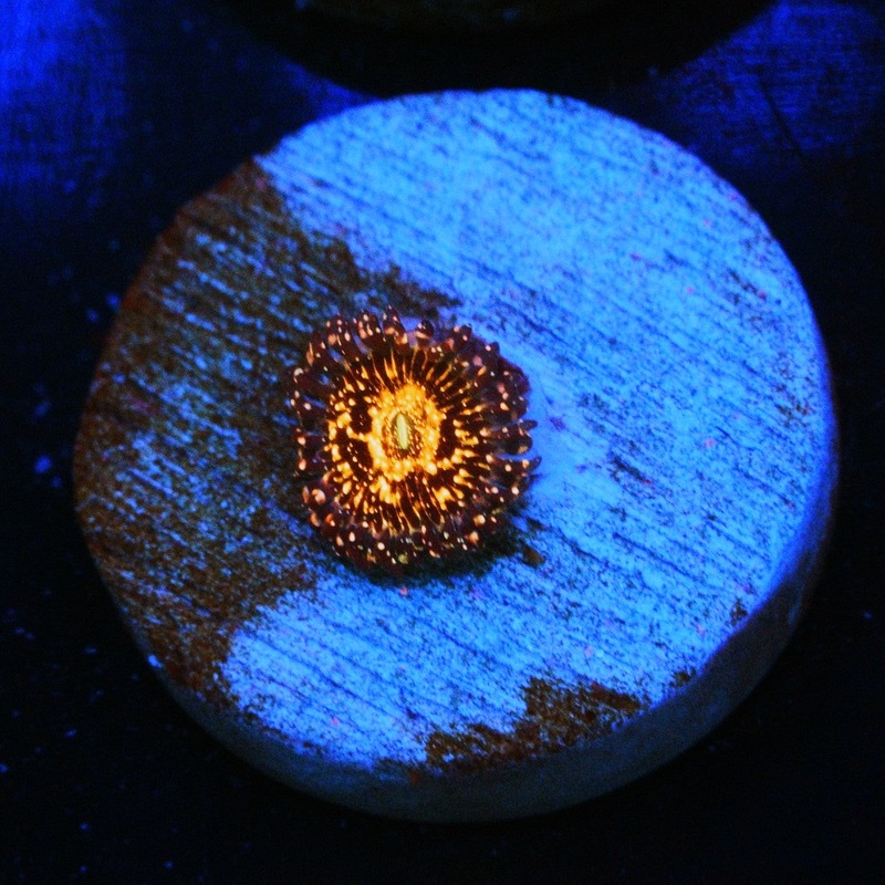 JF FRANKIES ACID TRIP ZOA