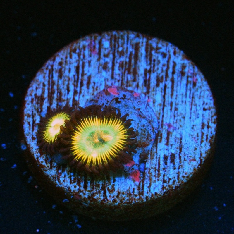NEW RELEASE CS MARIO SUNSHINE ZOA