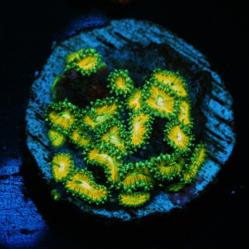 PIED PIPER ZOA