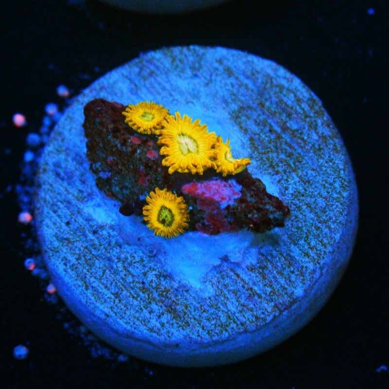 PIKACHU ZOA
