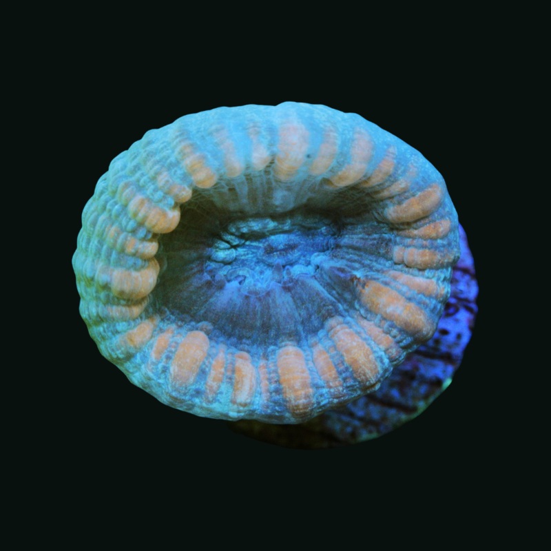 Purple Candy Cane (Featured On ReefBuilders)