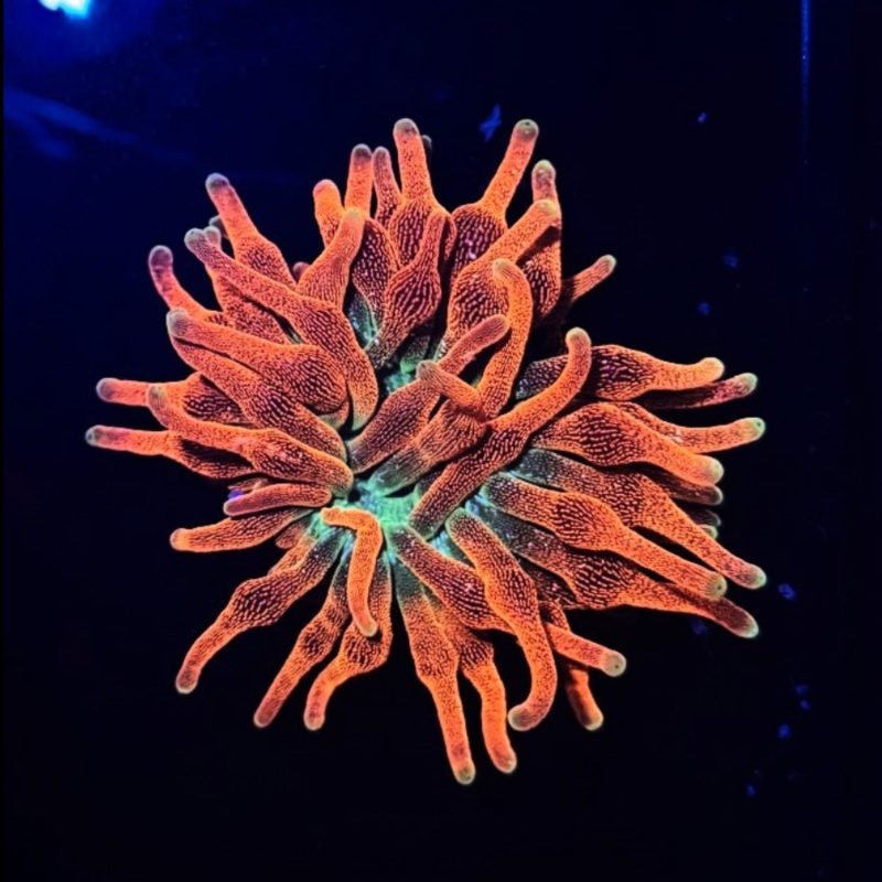 Rainbow Bubble Tip Anemone