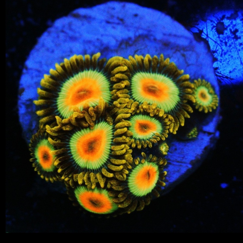 Rasta Zoa