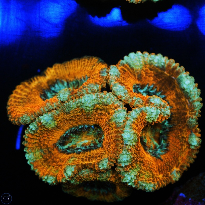 SCREWDRIVER ACAN
