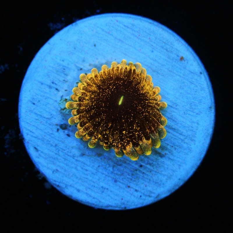 SOLAR CIRCUS ZOA